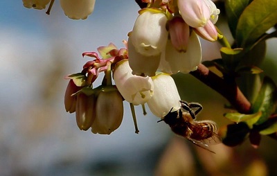 Honeybeeds in the Orchard