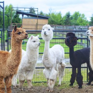 September 9, 2023 @ 11:00-11:30am